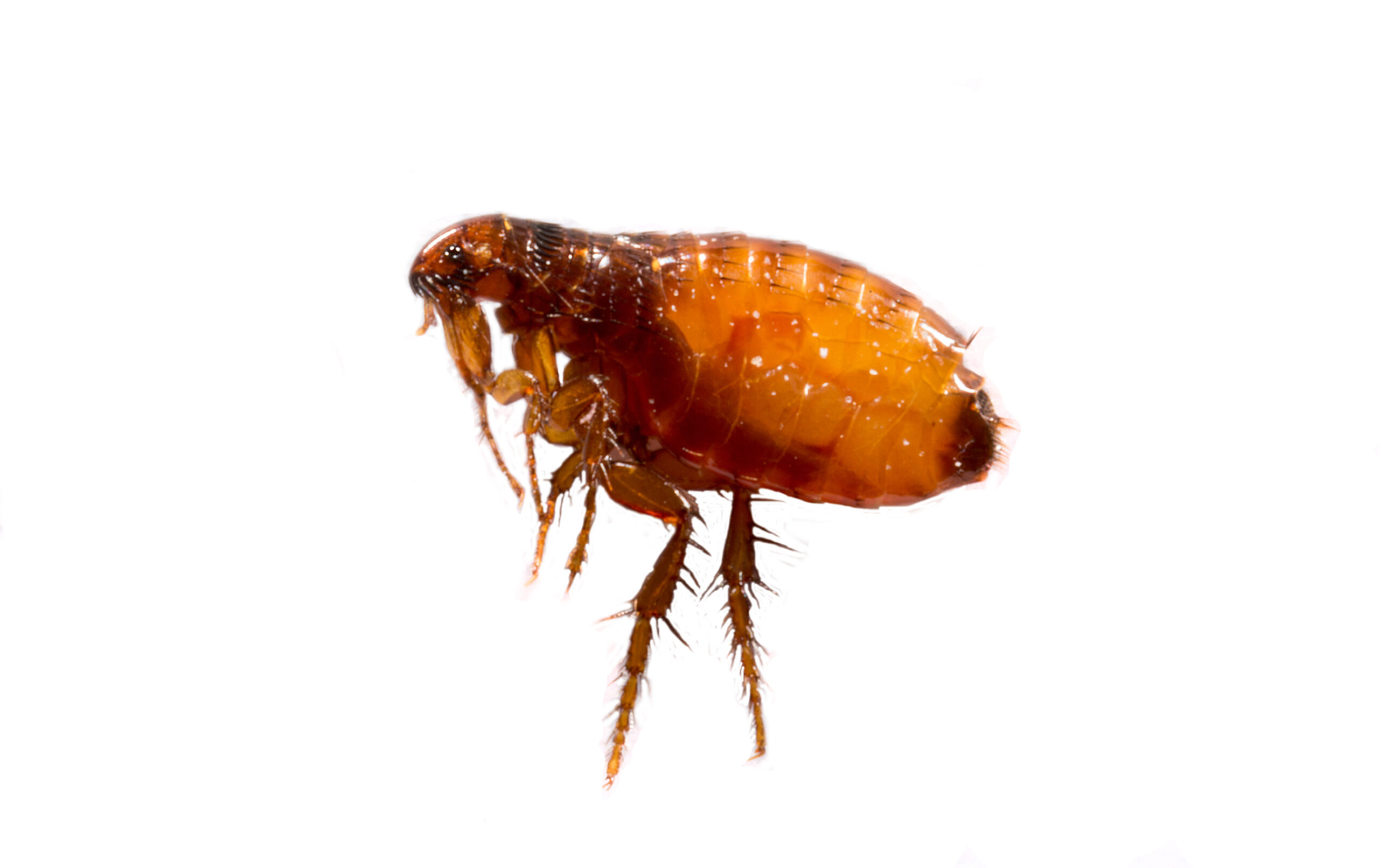 Fleas,On,A,White,Background,Close-up.,Destruction,Of,Parasites,In