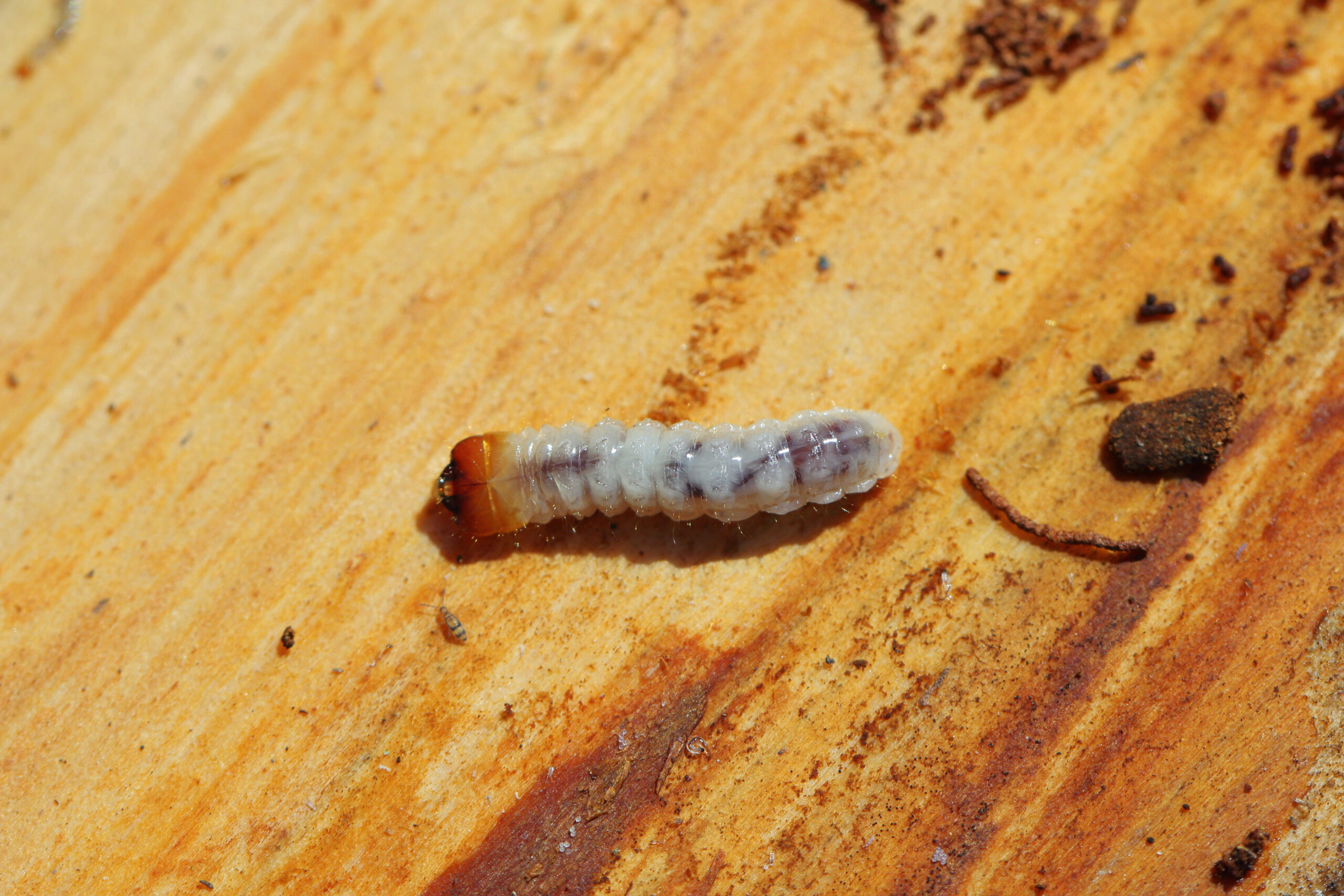 Larva,Of,The,Beetle,From,Family,Cerambycidae,(longhorn,Beetles).