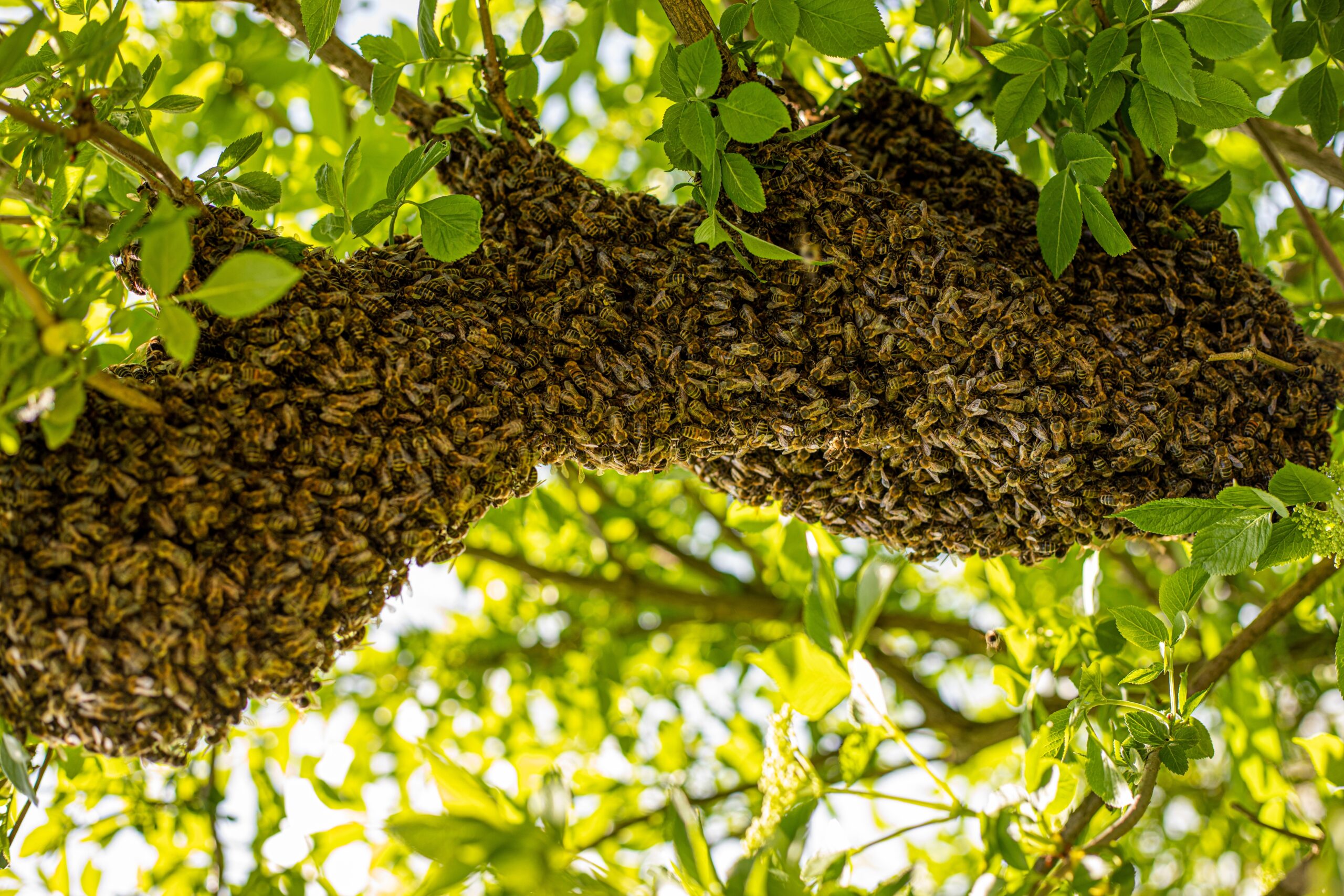 Honey,Bee,Drone,Swarm,Flew,Out,And,Stuck,Around,Tree