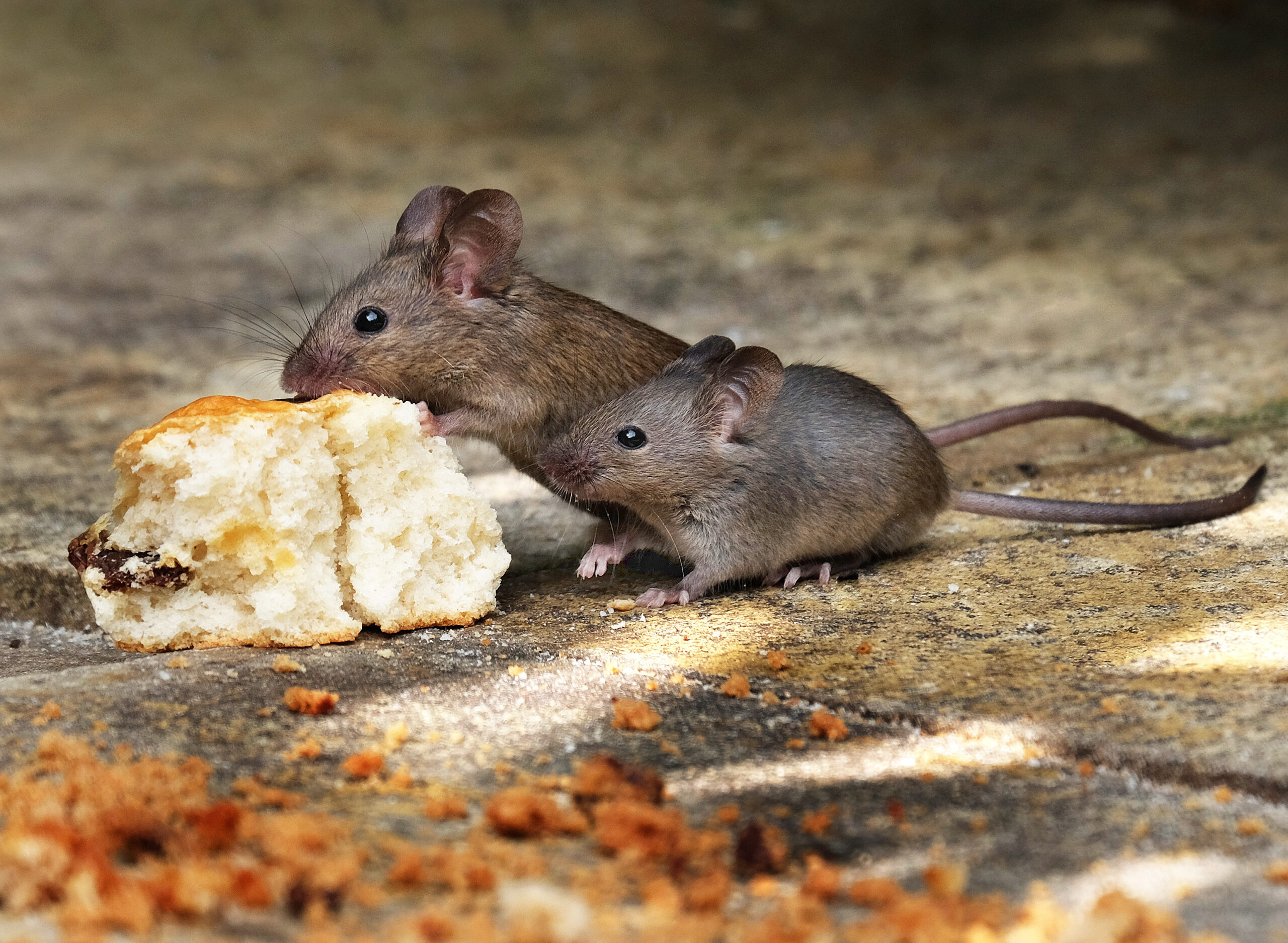 Two,Mice,Feeding,On,Scone,In,House,Garden.