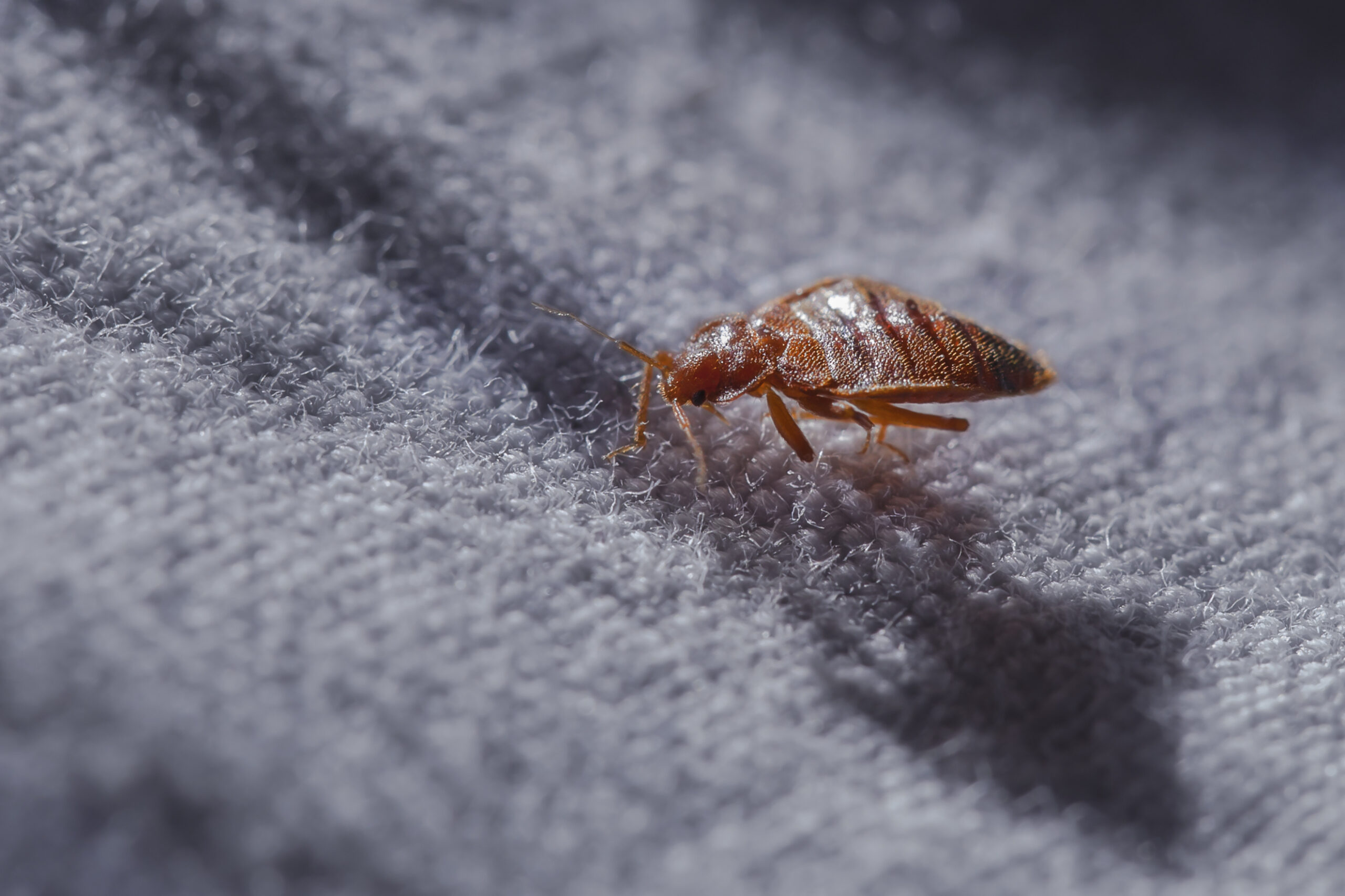 Bed,Bug,Cimex,Lectularius,At,Night,In,The,Moonlight
