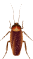 kakkerlak