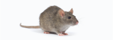 muis@2x