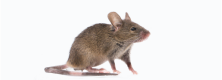 rat@2x